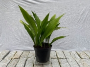 Aspidistra elator