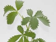 Melianthus major AGM