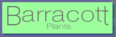 Barracott Plants, Rare Perennials