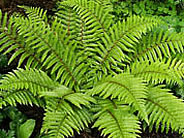 Ferns from Barracott Plants