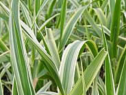 Grasses from Barracott Plants