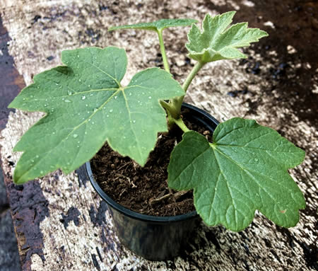 Foliage of Tetrapanax Papyrifera Rex