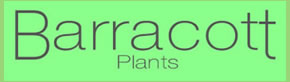 Barracott Plants